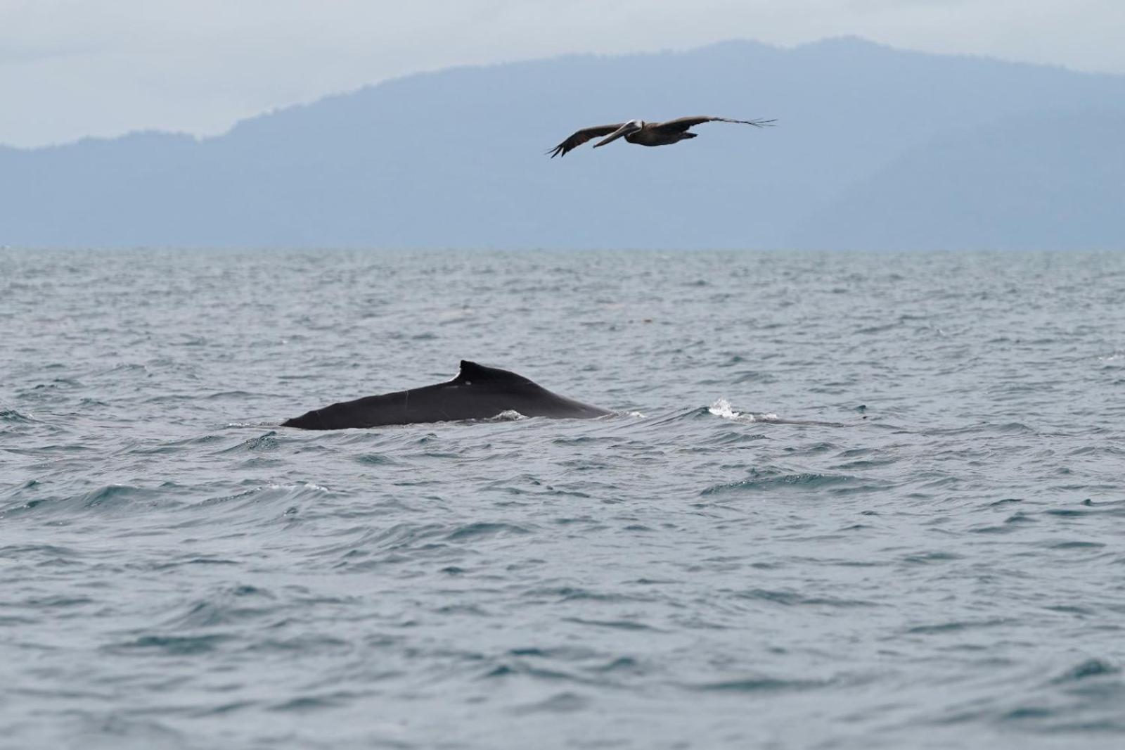 Dolphin Quest Costa Rica Villa Piedras Blancas ภายนอก รูปภาพ