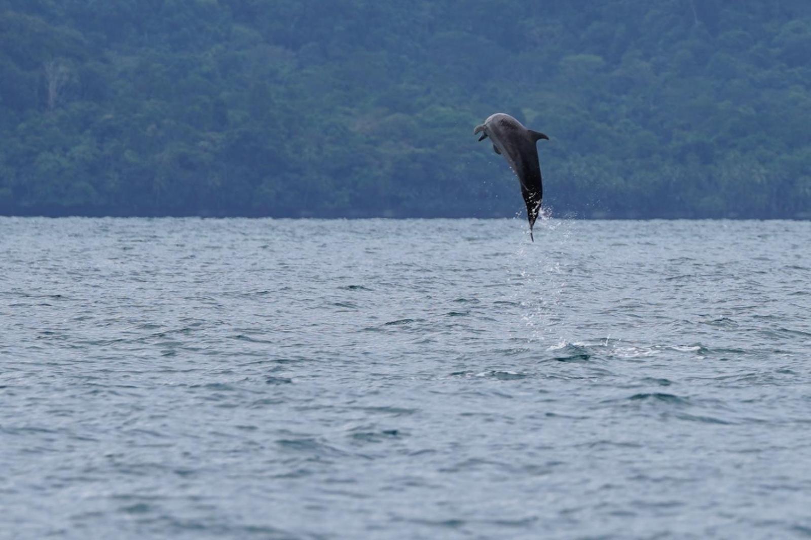 Dolphin Quest Costa Rica Villa Piedras Blancas ภายนอก รูปภาพ